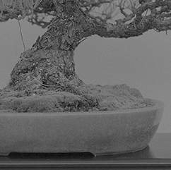 27_bonsai