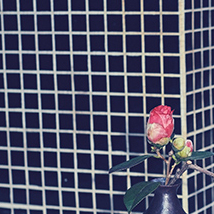 42_ikebana_machiike_kifu_kyoto